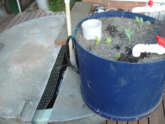 Aquaponics January 13 2008 024.jpg