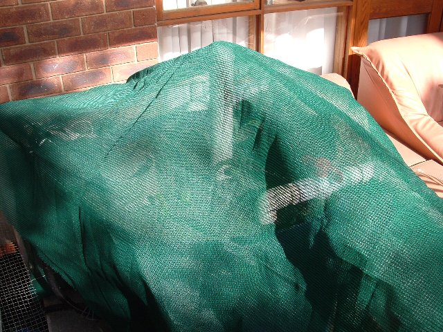 Aquaponics January 13 2008 028.jpg