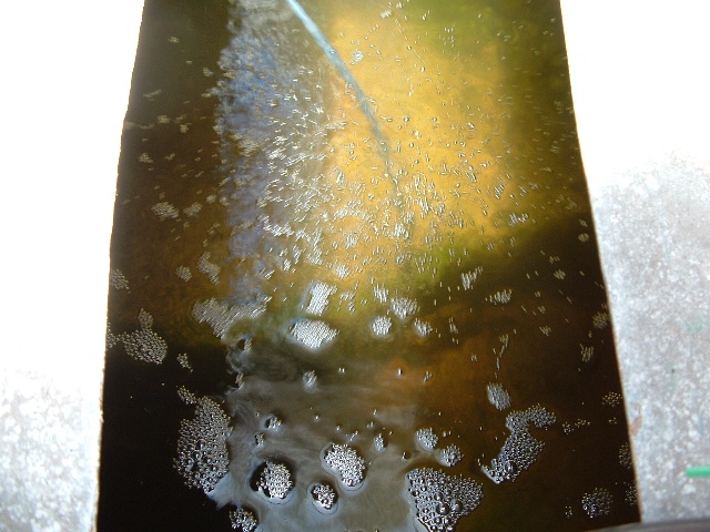 Aquaponics January 13 2008 018.jpg