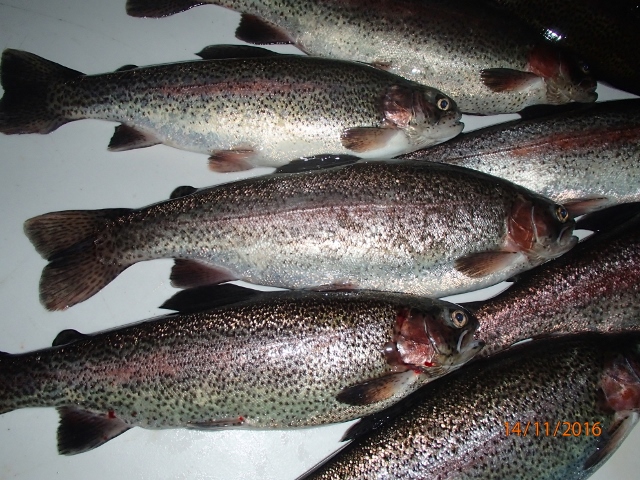 2016 Trout Harvest (2).jpg