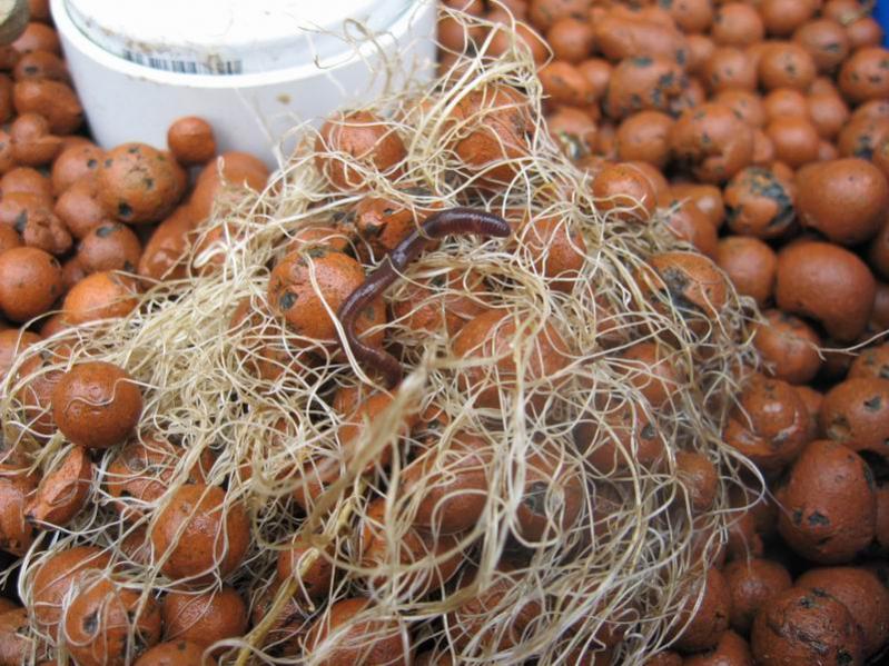 Perth Aquaponics - Single blue barrel set-up - Worms 07-01-13 a.jpg