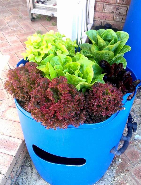 Perth Aquaponics - Kids system - 19-12-16 - Copy b WM.jpg