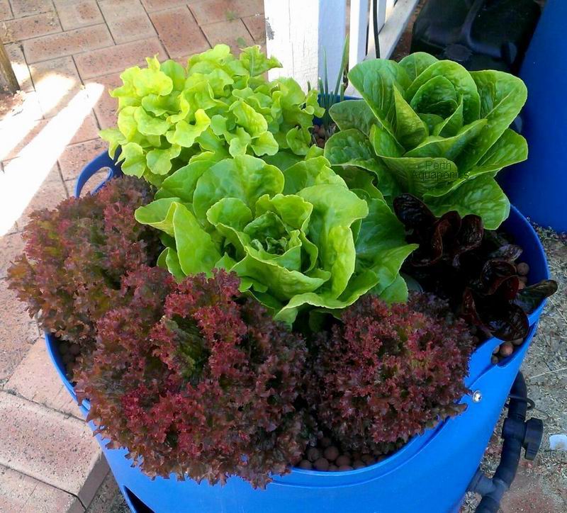 Perth Aquaponics - Kids system - 19-12-16 - Copy a WM.jpg
