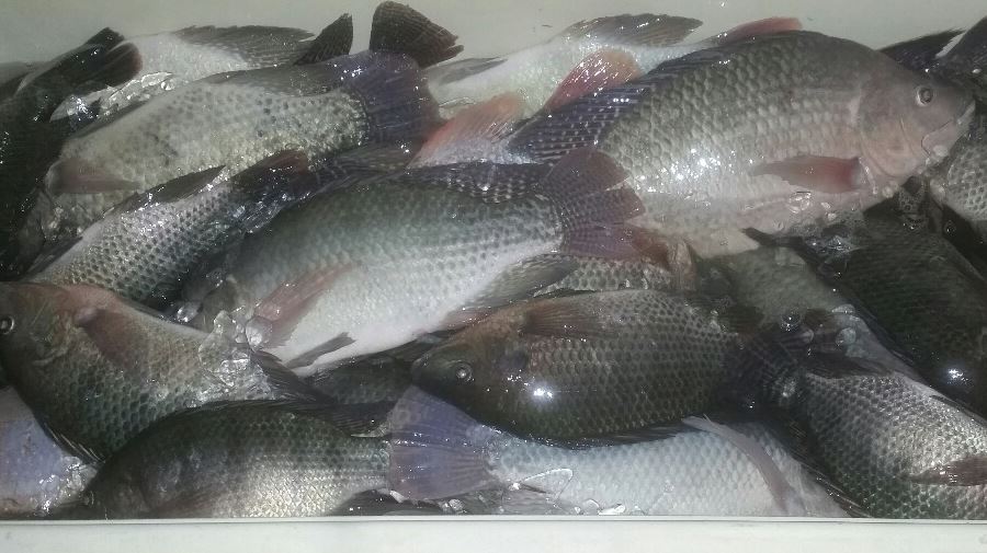tilapia harvest Dec 28 2016 screenshot.jpg