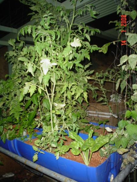 GB1 14Jan08 (Medium).JPG