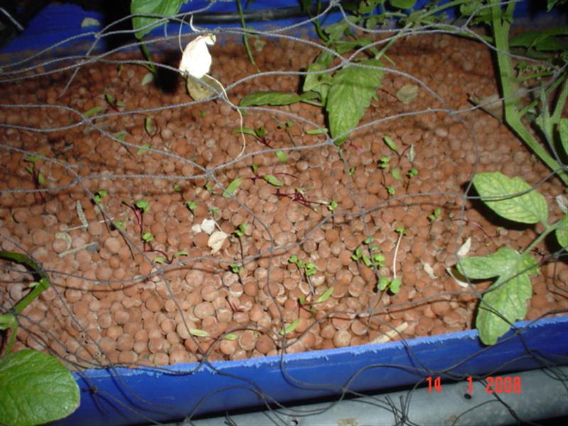 Direct seeded in GB1 14Jan08 (Medium).JPG