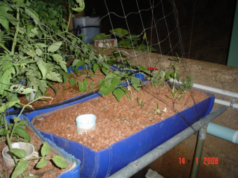 GB1 after removal of Beans peas & corn 14Jan08 (Medium).JPG