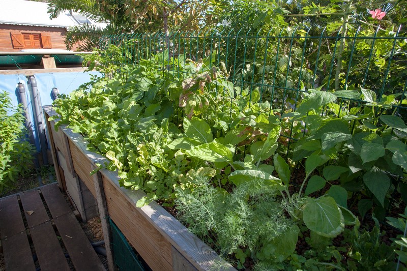 IMG_40203a (medium) (Personnalisé).jpg