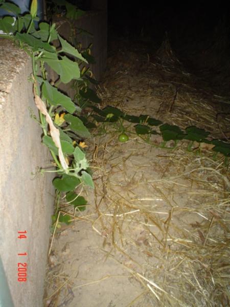 Pumpkin over Wall (Medium).JPG