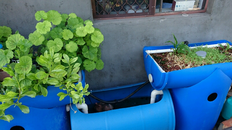 nats bluebarrel system.JPG