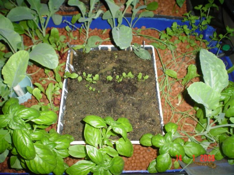 Seed Raising - lettuce 14Jan08 (Medium).JPG