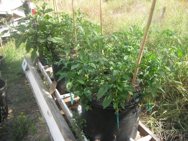 25 gl Re-Cycled Molasses SIP Tub 3 (640x480) - Copy (640x480).jpg