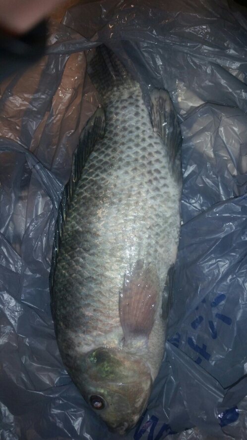 2017-01-16 16.04.26.jpg