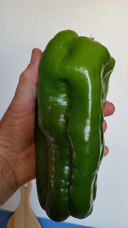 Capsicum.jpg