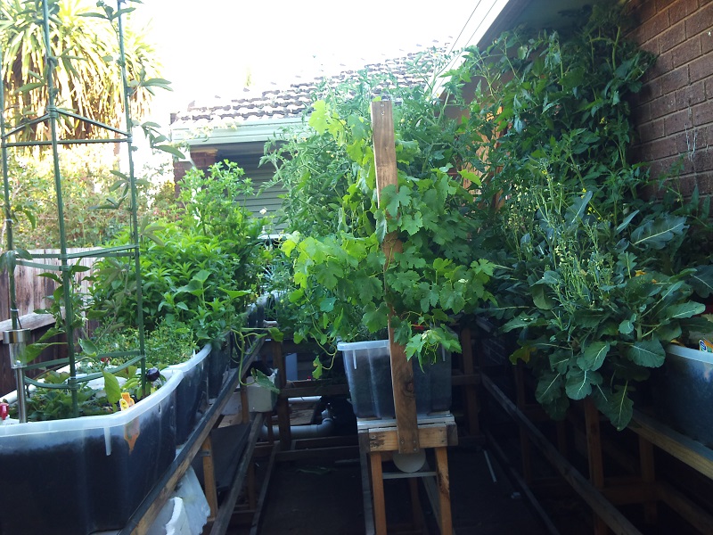 Macedon Ranges Aquaponics 14 Jan 2014 003.jpg
