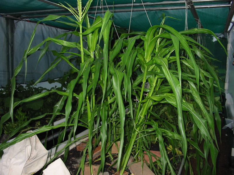 Corn2.jpg
