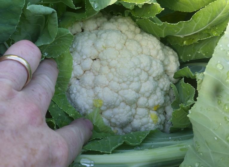 cauli 2017 0119.jpg