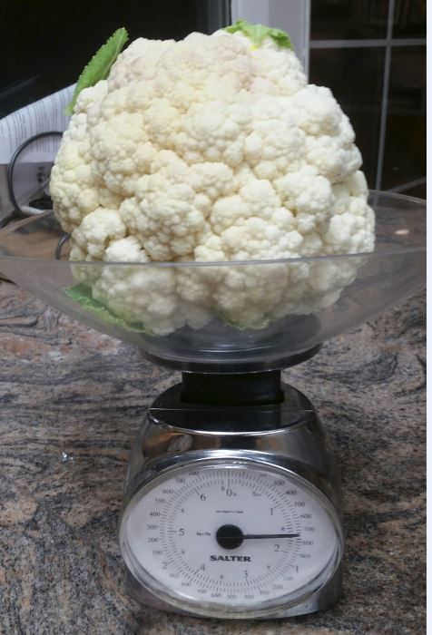 cauli scale 2017 0122.jpg