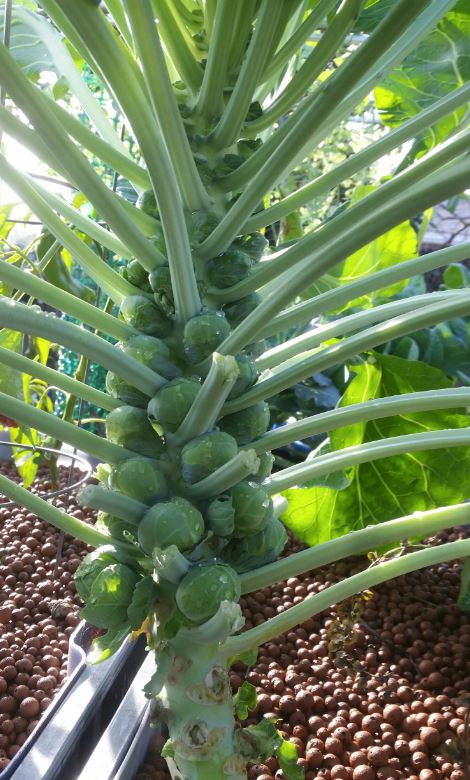 sprouts 2017 0119.jpg