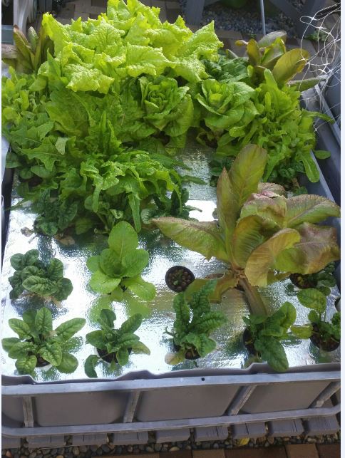 lettuce 2017 0119.jpg