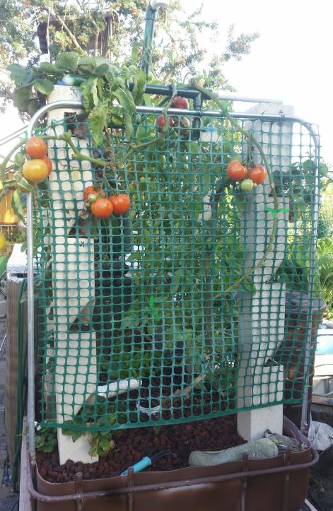 tomatoes 2017 0119.jpg