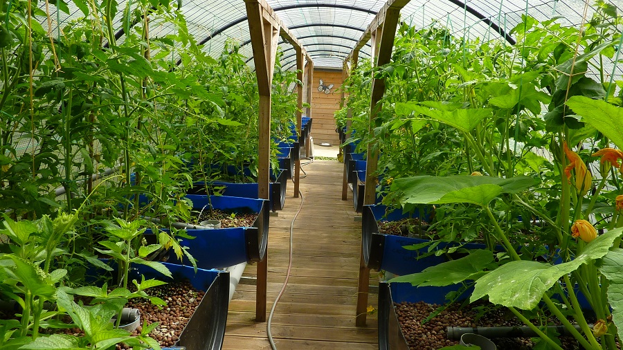 Ap forum first veg flush.jpg