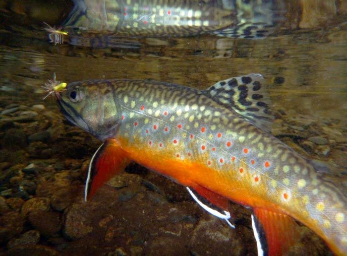Brook-trout-off-the-Web.jpg