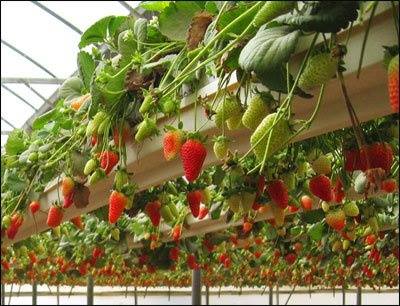 strawberries-overhead.jpg