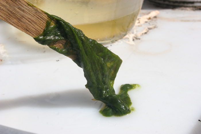 120 Things in 20 years - Aquaponics -Paper - fresh slime.JPG