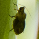 insect-aquaponie-Antenne2.jpg