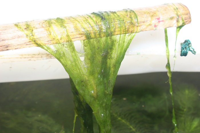 120 Things in 20 Years - Aquaponics - slime goldfish food - BYAP.jpg