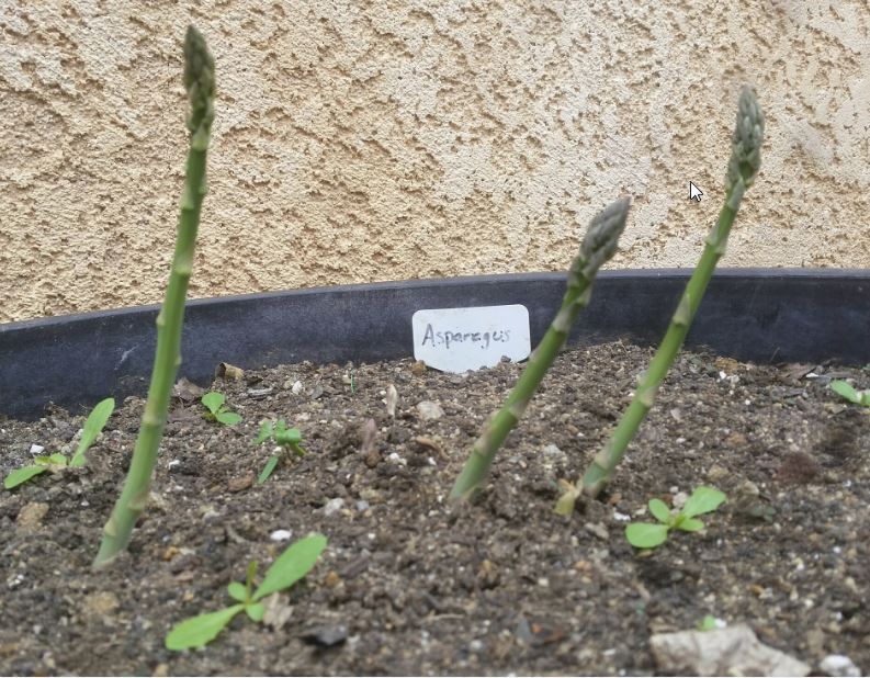 Asparagus 0217.jpg