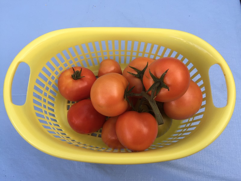 Aquaponics tomatoes.jpg