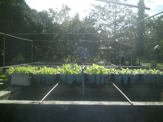 aquaponics front view.jpg