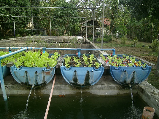 aquaponics media side-by-side.jpg