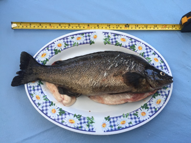 Silver Perch Dinner cleaned....jpg