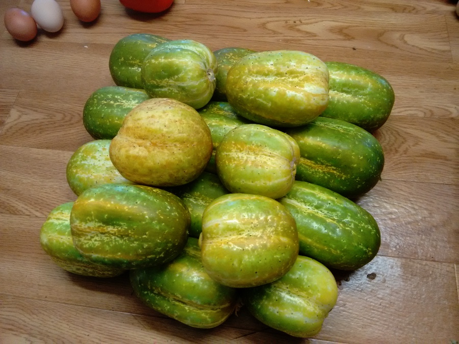 AP1cucumbers20170309.jpg