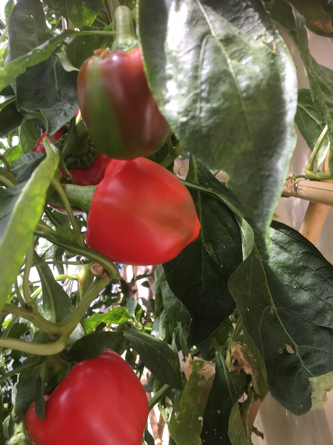 IMG_4643 resized.jpg