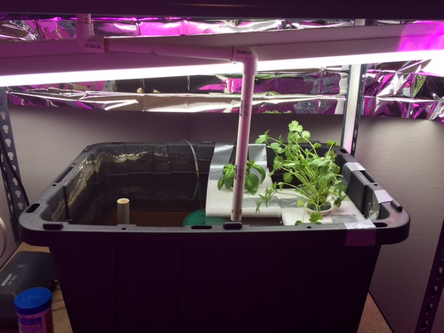 DWC with Basil and Cilantro.JPG