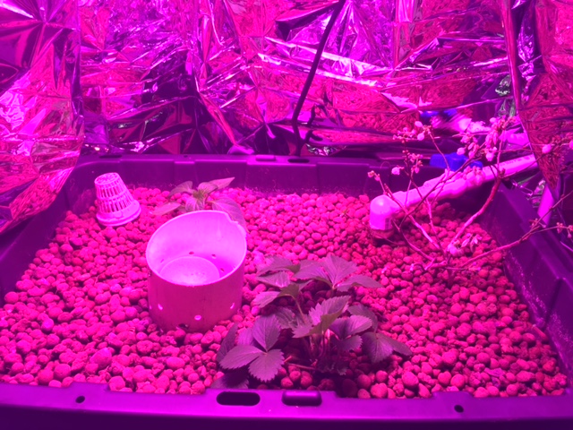 GB with Blueberry, Strawberry, and Sweet Pepper.JPG