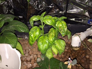 Basil.JPG