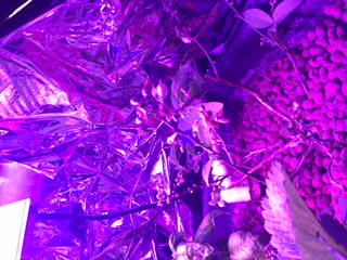 Blueberry Leaves.JPG