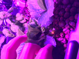 Strawberry Flowers.JPG