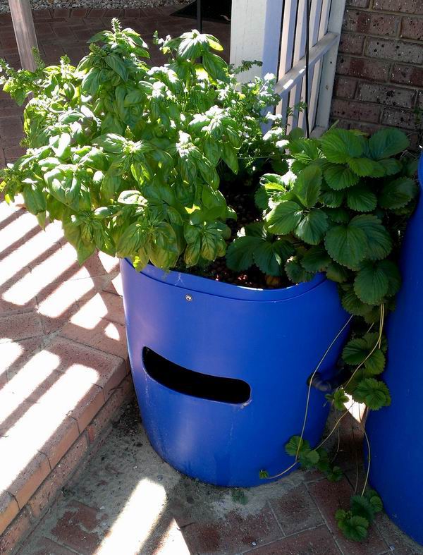 Perth Aquaponics - Kids single blue barrel system 23-3-15 b.jpg