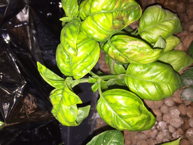 Basil.JPG