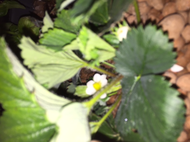 Strawberry Flowers.JPG