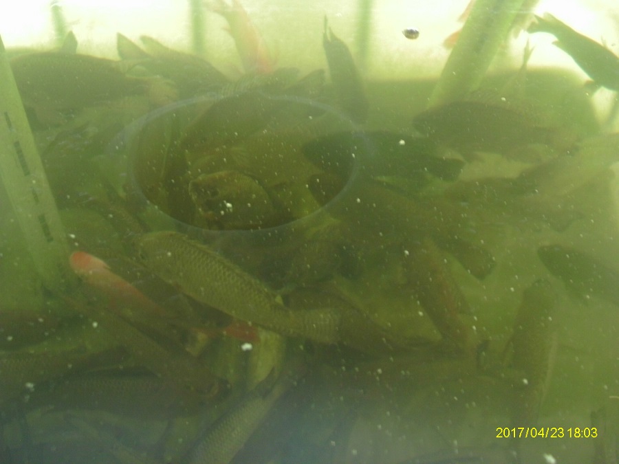 60 12 lb Tilapia In The Tank.JPG