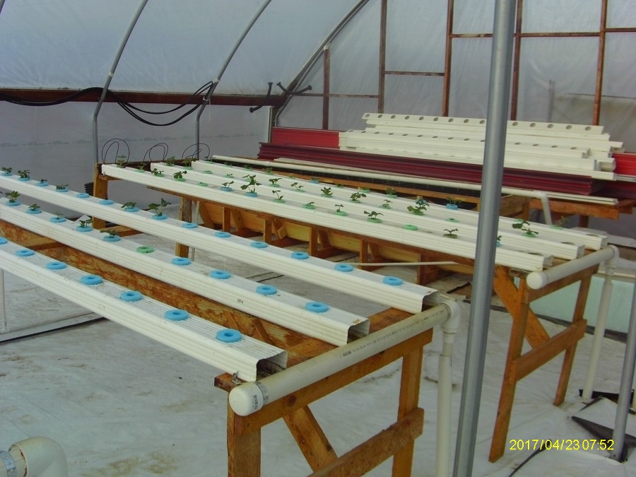 48 Seascape Strawberry Plants.JPG