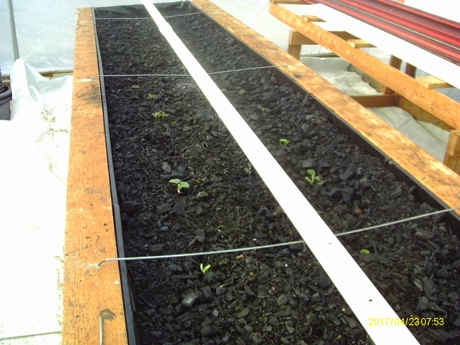 Green Beans and Red Garnet Mustard.JPG