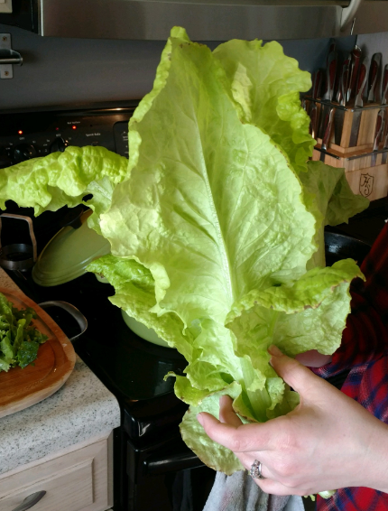 lettuce1.png